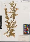 Foto von Salix excelsa S. G. Gmel.